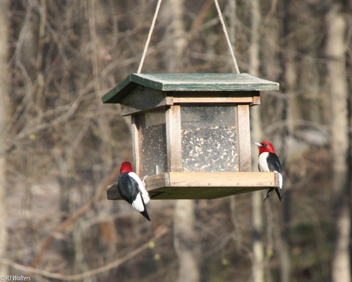5*Woodpeckers.jpg